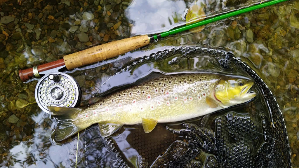 Photo of the 13inch Brown Trout